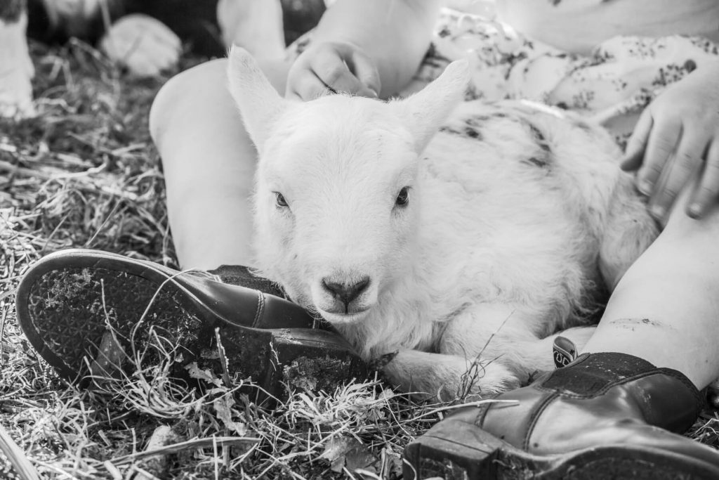 A newborn lamb rests between a young girl's boots, captured during lambing season on a Mid Wales farm. A fine art black-and-white photograph by Tamara Peel.