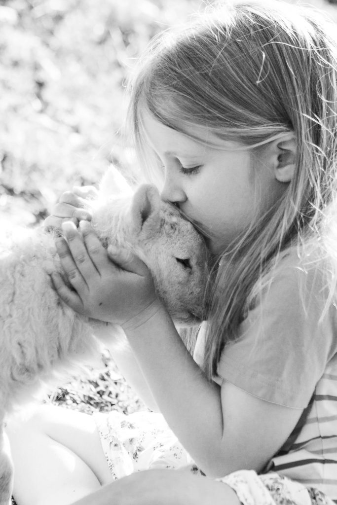 Fine art portrait of a young girl kissing a lamb, backlit by golden light – Mid Wales lambing season captured by Tamara Peel.