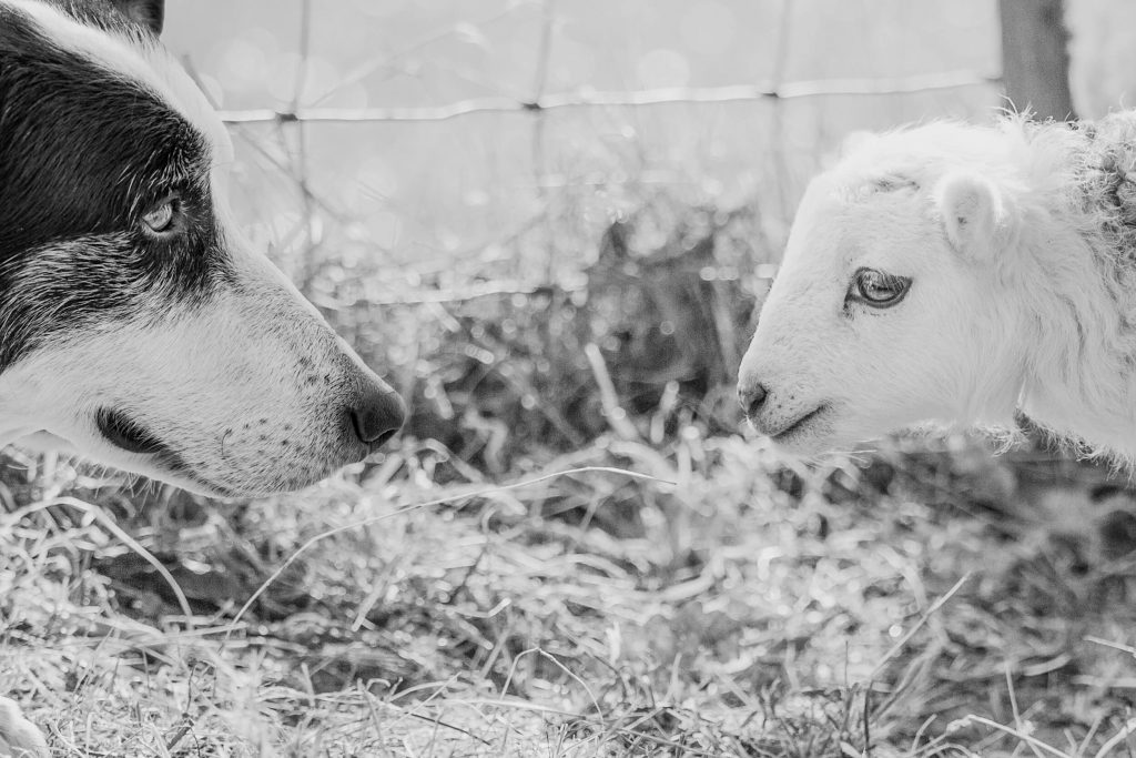 A young lamb meets the steady gaze of a sheepdog across the straw on a Mid Wales farm. Captured in natural black-and-white documentary style by Tamara Peel.

