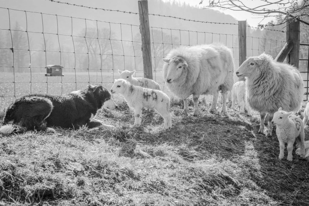 A sheepdog named Jim quietly watching over a flock from a hillside in Mid Wales – part of a visual story of land and legacy.